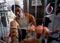 Activistas de AnimaNaturalis se metieron en jaulas semidesnudos y pintados con vistosos colores imitandoa aves y felinos que frecuentemente son maltratados.
