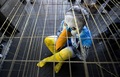 Activistas de AnimaNaturalis se metieron en jaulas semidesnudos y pintados con vistosos colores imitandoa aves y felinos que frecuentemente son maltratados.