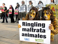 13.12.09 AnimaNaturalis cerró ayer la gira española contra el circo Ringling, en su última ciudad de paso en Zaragoza. 