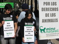 Viña del Mar, Chile - 5 de Junio de 2010.- Activistas de AnimaNaturalis ensangrentados simulan ser ballenas cazadas.