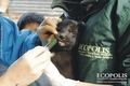 Donativo de AnimaNaturalis permite vacunación en Llolleo, una de las localidades más afectadas por el terremoto en Chile del 27 de febrero de 2010. La donación se hizo a través de la agrupación Ecópolis, Disciplinas Integradas.