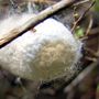Capullo de seda de la especie Bombyx mori, la especie más usada en la sericultura (cría y producción de seda).
