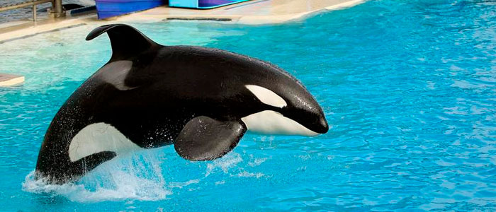 Avances contra el cautiverio de delfines y orcas