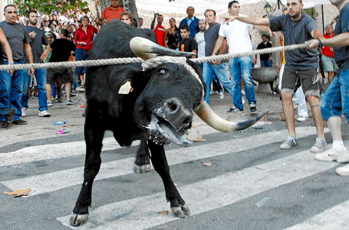 Maltrato animal a los juzgados