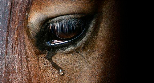 Save the life of horses