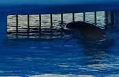 Captura de los delfines salvajes Captura de los delfines salvajes