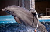Entrenamiento de los delfines Entrenamiento de los delfines