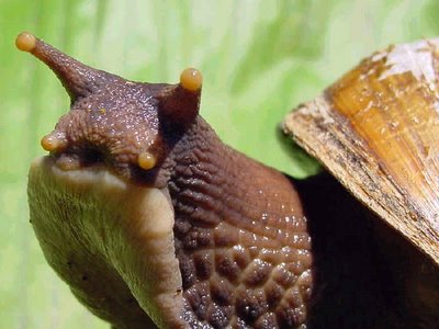 El Caracol Africano: Del amor al odio sólo hay un paso El Caracol Africano: Del amor al odio sólo hay un paso
