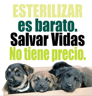 Esterilización: una solución para el sufrimiento Esterilización: una solución para el sufrimiento