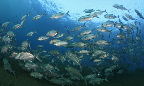 Los peces sienten dolor Los peces sienten dolor