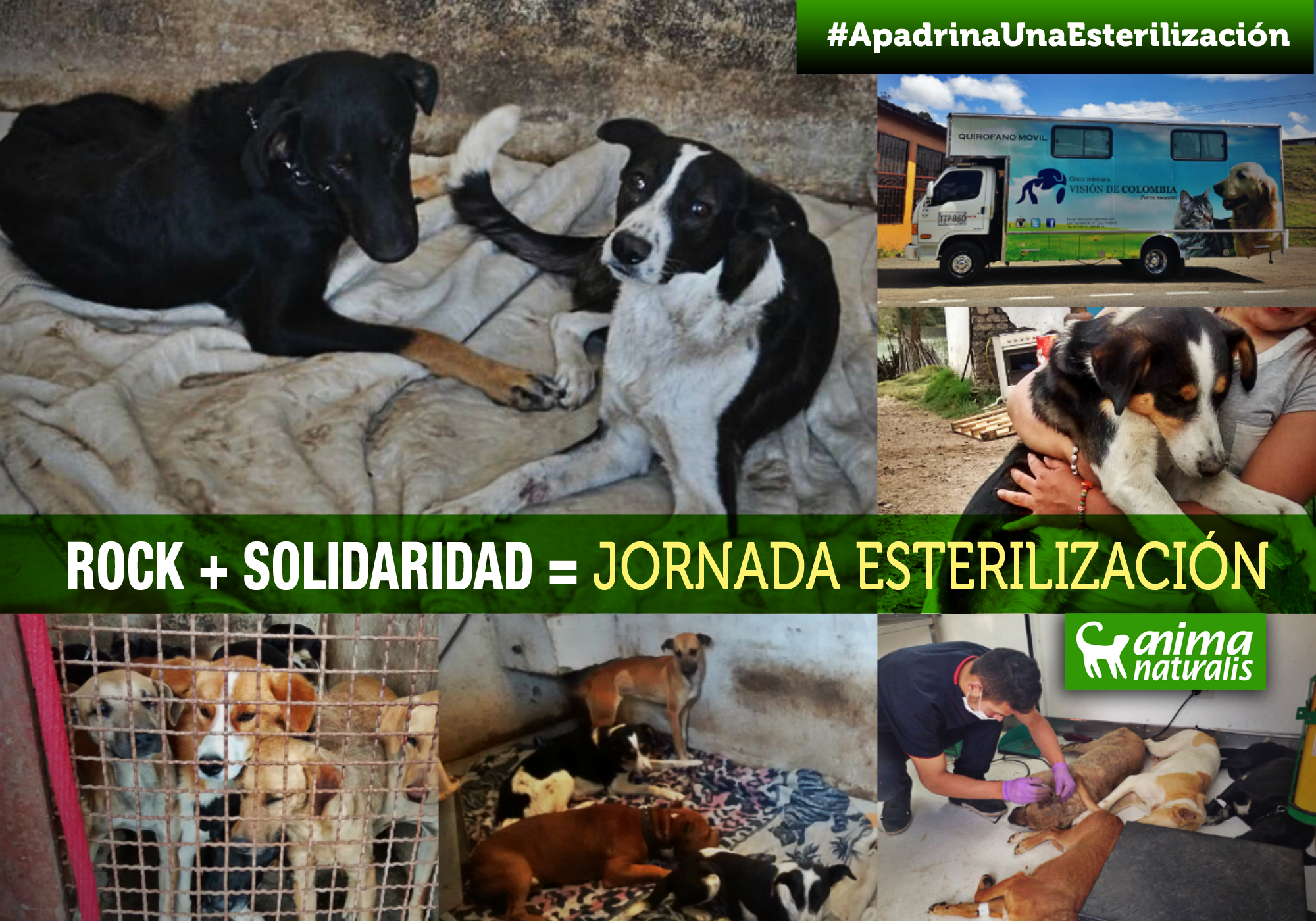 Animal Rock Fest y Concierto #PorLosAnimales apadrinan jornada de esterilización Animal Rock Fest y Concierto #PorLosAnimales apadrinan jornada de esterilización