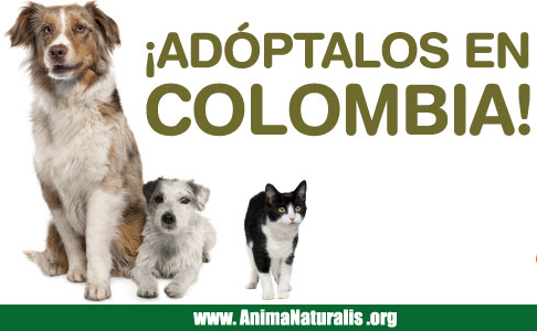 Adopción de perros y gatos en Colombia Adopción de perros y gatos en Colombia