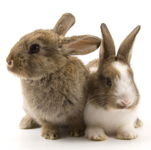 Lista de productos NO probados en animales a la venta en diversos países Lista de productos NO probados en animales a la venta en diversos países
