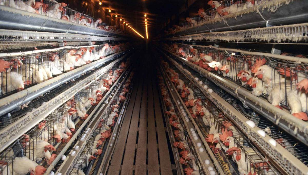 El huevo: "alimento" de cuidado El huevo: "alimento" de cuidado