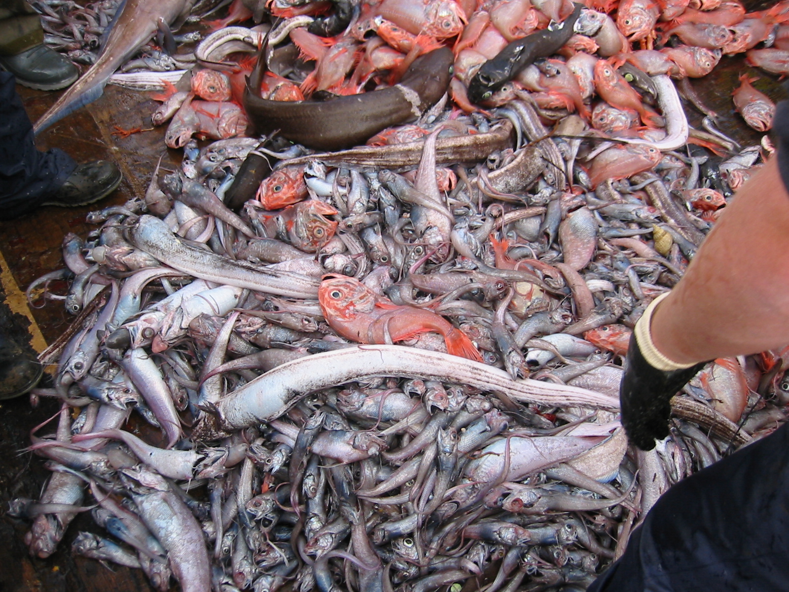 La pesca: una agonía acuática La pesca: una agonía acuática