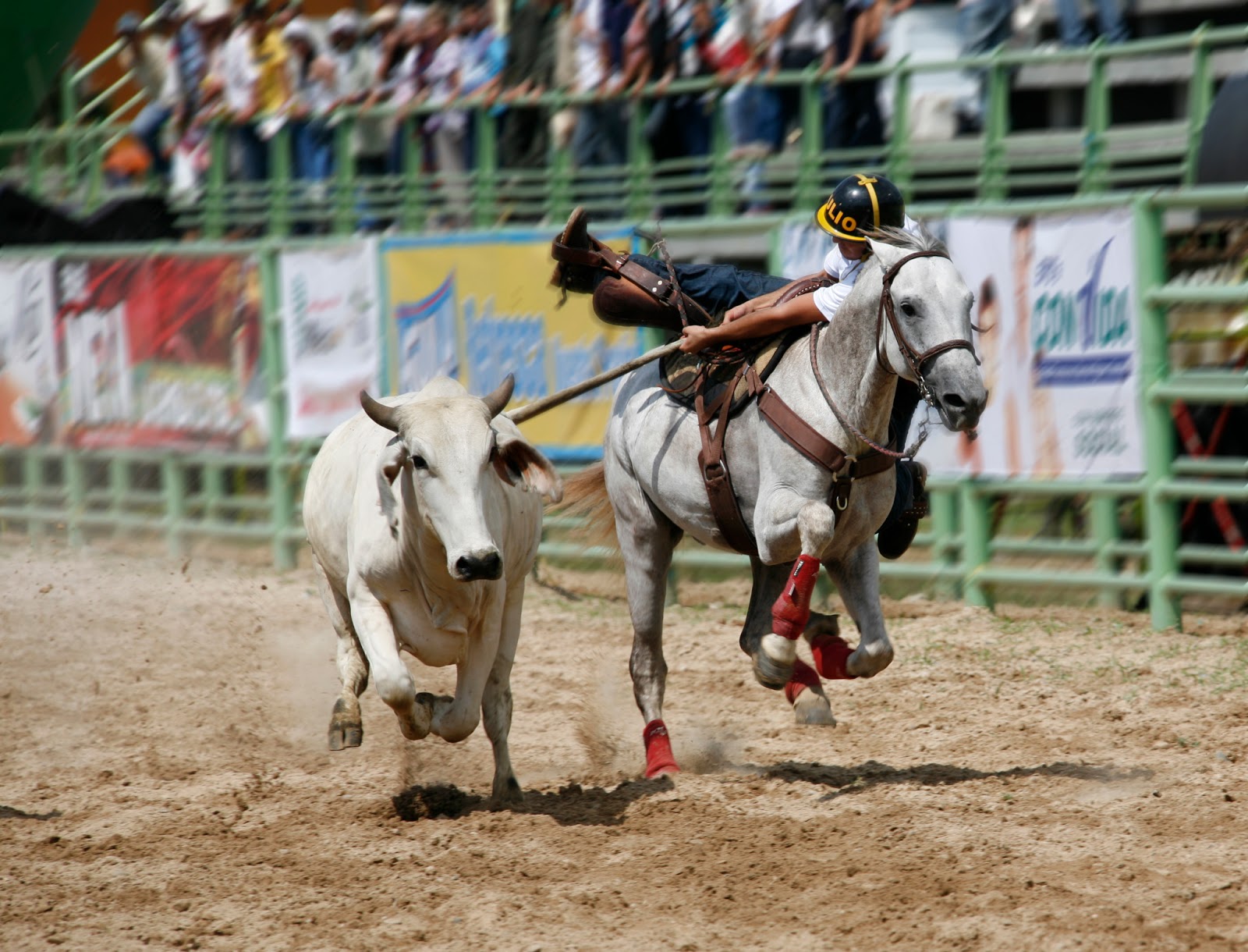 Toros Coleados. Tradición para abolir Toros Coleados. Tradición para abolir