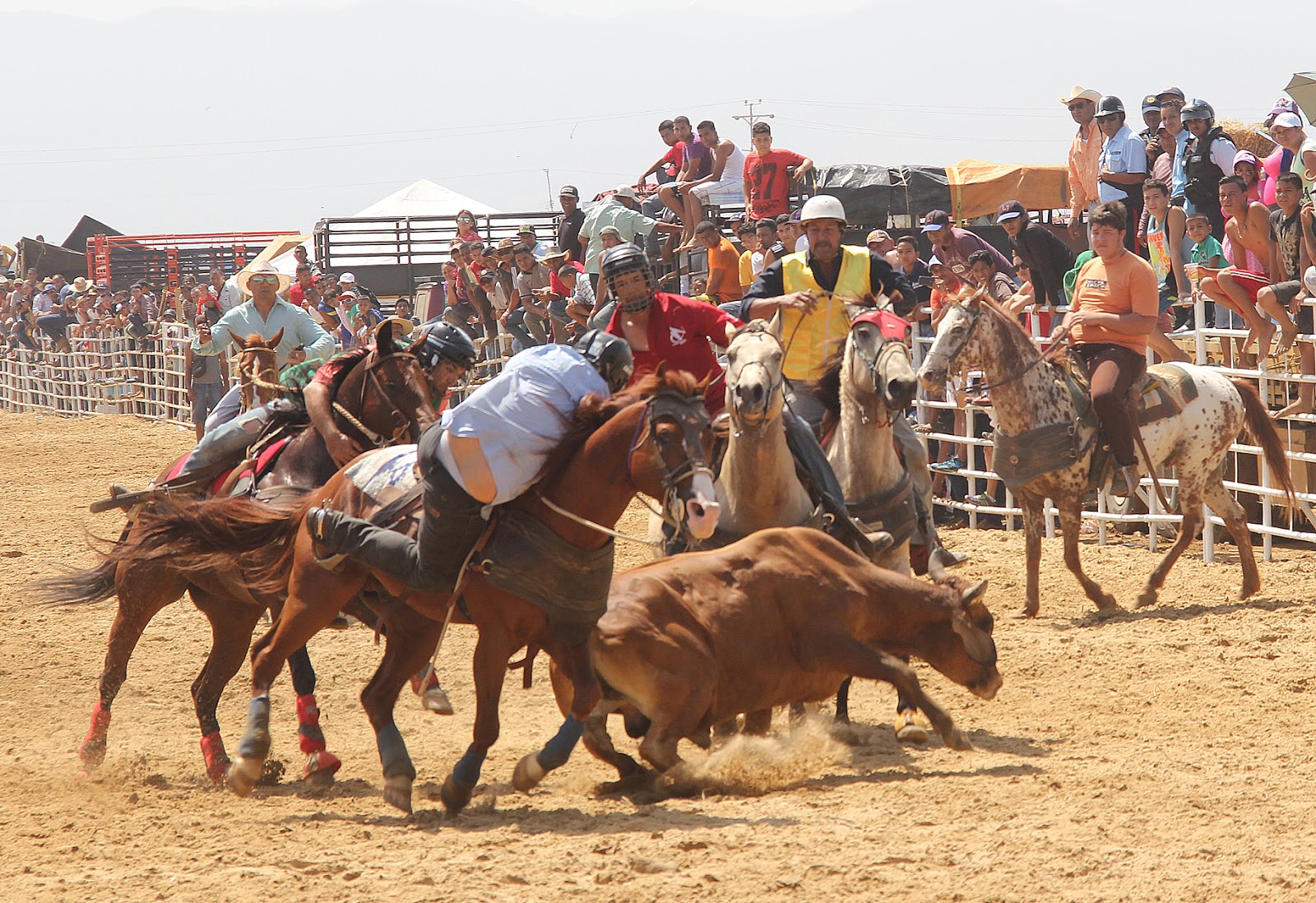 El Coleo es rodeo, no nos engañemos El Coleo es rodeo, no nos engañemos