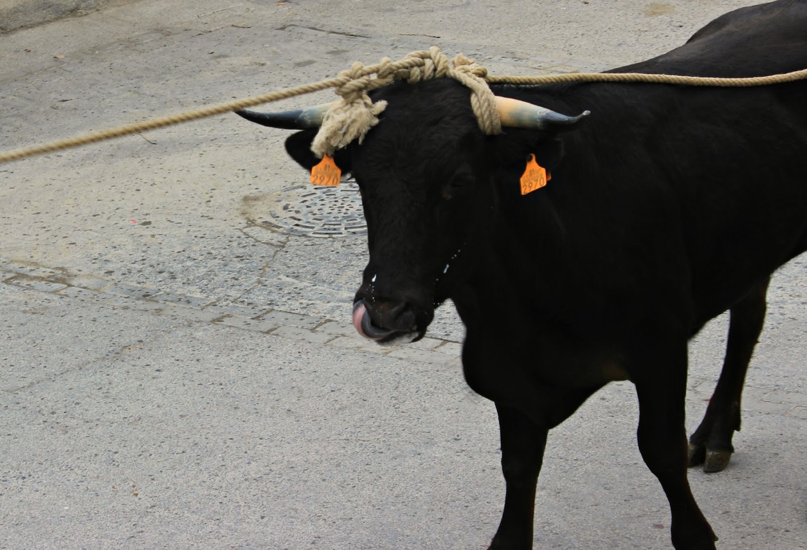 Toros ensogados Toros ensogados