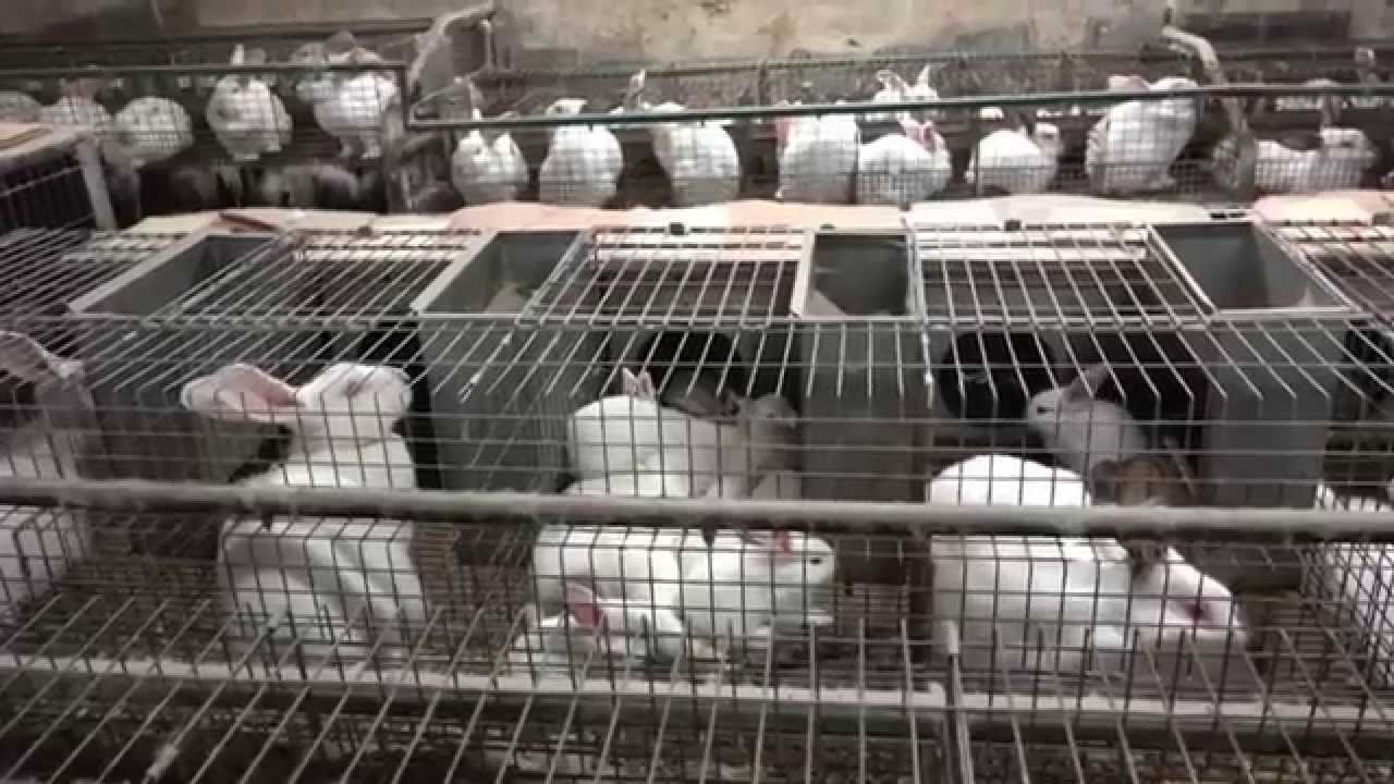 La cría de conejos La cría de conejos