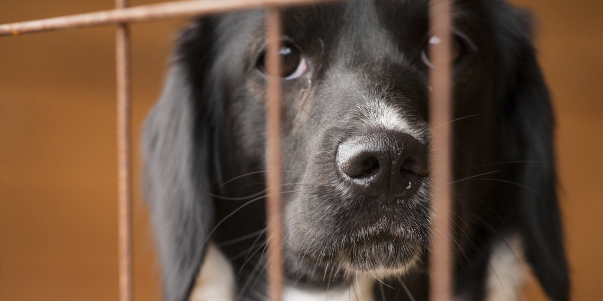 Adopta un amigo, no lo compres Adopta un amigo, no lo compres