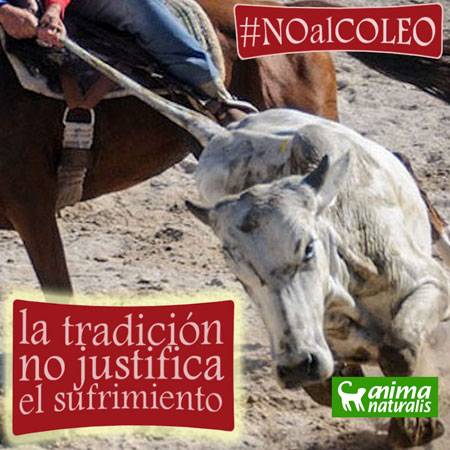 No al coleo No al coleo