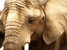 Conoce a los animales