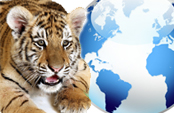Circos con animales y las leyes ¿qué pasa a nivel internacional y nacional?