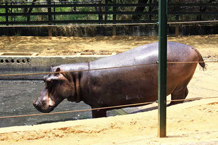 En emergencia los animales del Zoológico Metropolitano del Zulia En emergencia los animales del Zoológico Metropolitano del Zulia