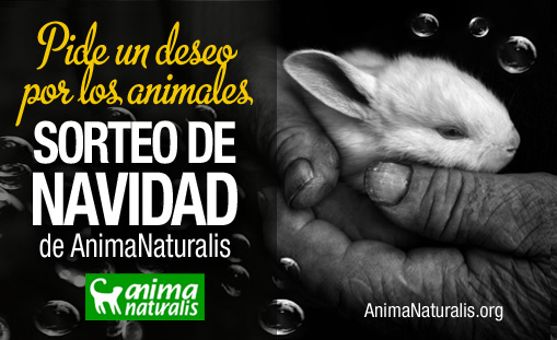 ¡Once tiendas de La Rioja venden lotería de AnimaNaturalis! ¡Once tiendas de La Rioja venden lotería de AnimaNaturalis!