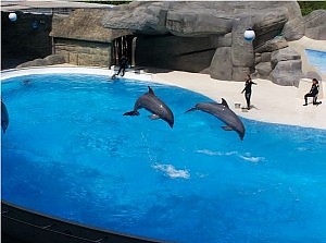 ¡Retiran espectáculo con delfines en el parque de atracciones más grande de Italia! ¡Retiran espectáculo con delfines en el parque de atracciones más grande de Italia!