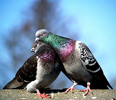 Primeros pasos en Cataluña para un control ético de las palomas urbanas Primeros pasos en Cataluña para un control ético de las palomas urbanas