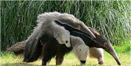 Esperanza de salvación para los osos hormigueros Esperanza de salvación para los osos hormigueros