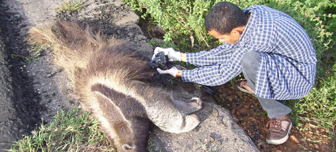 Investigarán la alerta de osos hormigueros Investigarán la alerta de osos hormigueros