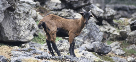 Sacrificio de cabras en Mallorca para reforestar la Serra ¡Protesta ya! Sacrificio de cabras en Mallorca para reforestar la Serra ¡Protesta ya!