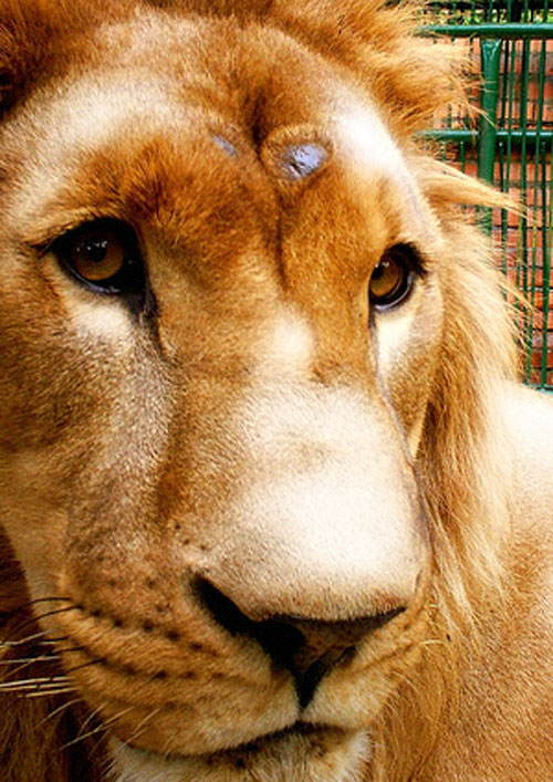 Murió Cairo, el león cautivo en el zoo de Mérida Murió Cairo, el león cautivo en el zoo de Mérida
