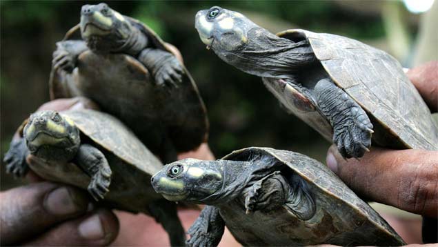 Liberan 1.150 tortugas y 30 caimanes en Apure Liberan 1.150 tortugas y 30 caimanes en Apure