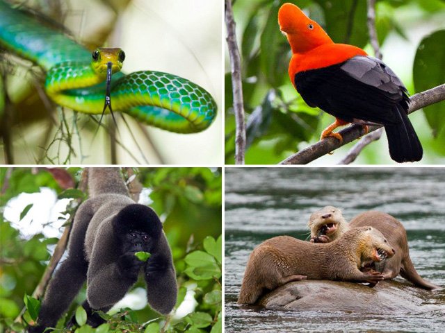 Ministerio de Agricultura prohíbe uso de animales nativos y exóticos en circos en Perú Ministerio de Agricultura prohíbe uso de animales nativos y exóticos en circos en Perú