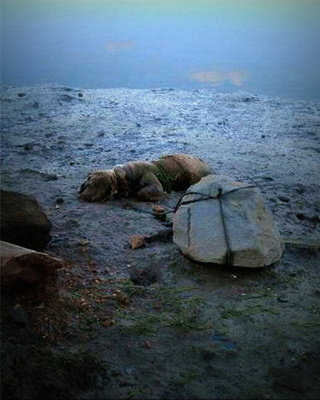 Piden cárcel por atar a un perro a una piedra para que se ahogara Piden cárcel por atar a un perro a una piedra para que se ahogara