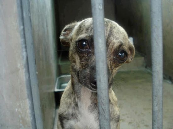 Regulan en Venezuela empleo de animales vivos para experimentos Regulan en Venezuela empleo de animales vivos para experimentos