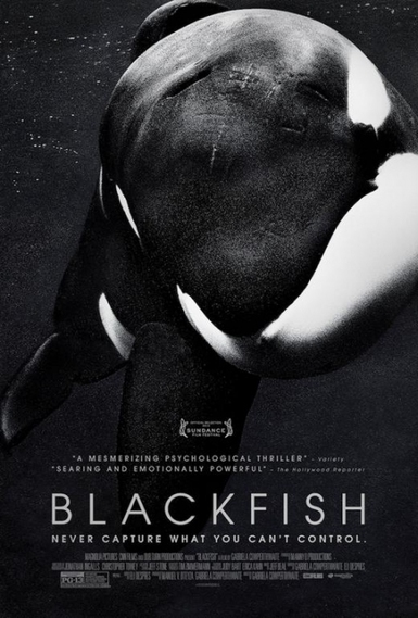 BlackFish finalmente nominada a los BAFTA, ¡gracias a tí! BlackFish finalmente nominada a los BAFTA, ¡gracias a tí!