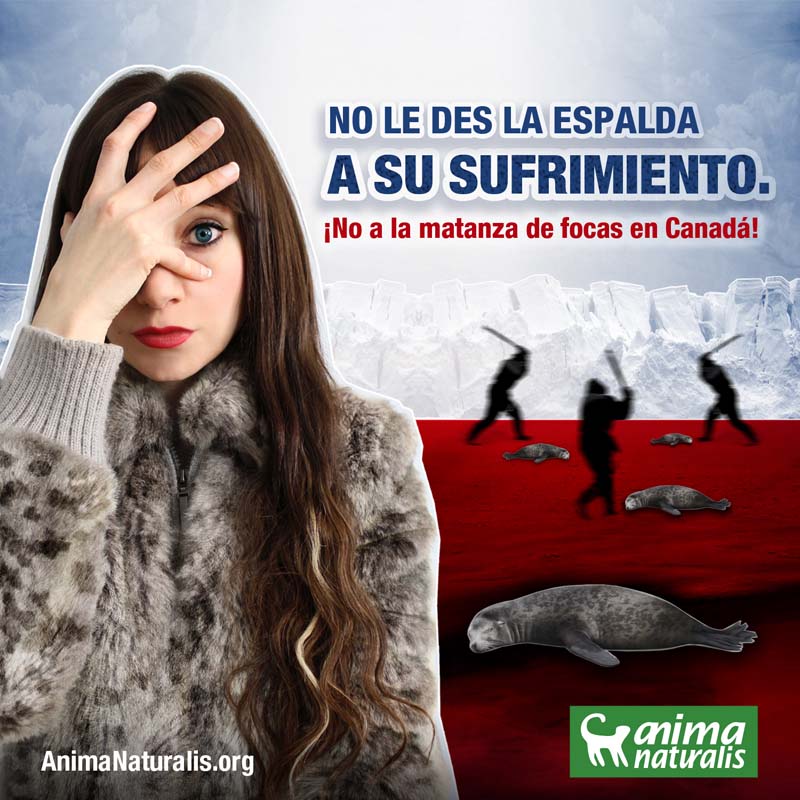 ¡Exijamos NO MÁS tortura y muerte a las focas en Canadá! ¡Exijamos NO MÁS tortura y muerte a las focas en Canadá!