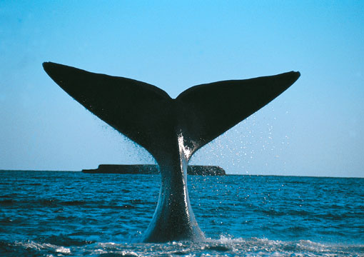 Corte Internacional de Justicia ordena a Japón revocar permisos de caza de ballenas Corte Internacional de Justicia ordena a Japón revocar permisos de caza de ballenas