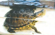 ¡Denuncia el tráfico ilegal de fauna silvestre en Colombia! ¡Denuncia el tráfico ilegal de fauna silvestre en Colombia!