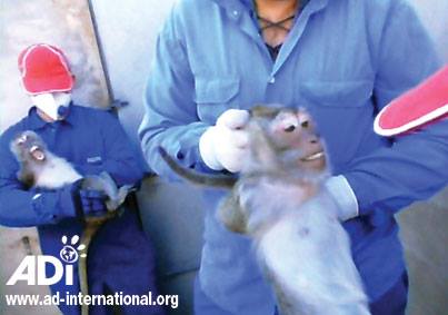 Investigación de ADI revela trato brutal a macacos usados para experimentación Investigación de ADI revela trato brutal a macacos usados para experimentación