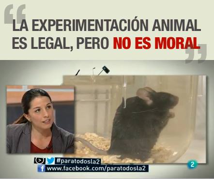 AnimaNaturalis en TV2 para hablar sobre experimentación animal AnimaNaturalis en TV2 para hablar sobre experimentación animal
