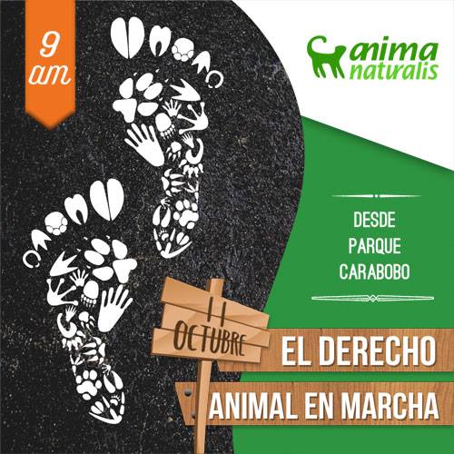 Caracas prepara gran movilización en defensa de los derechos de los animales Caracas prepara gran movilización en defensa de los derechos de los animales