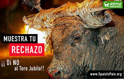 La Junta de Castilla y León defiende la tortura en Medinaceli “por tradición” La Junta de Castilla y León defiende la tortura en Medinaceli “por tradición”
