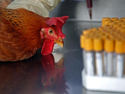 Liceístas tachirenses piden al Ministerio de Educación cesen pruebas con animales Liceístas tachirenses piden al Ministerio de Educación cesen pruebas con animales