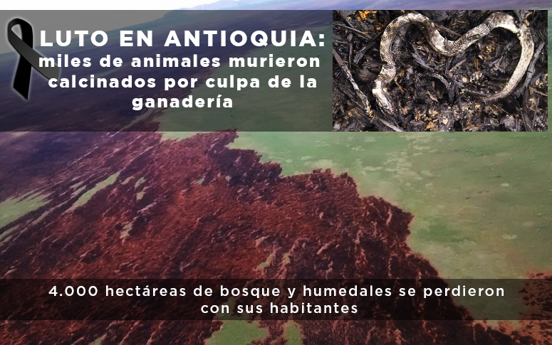 Luto en Antioquia: miles de animales murieron calcinados por cuenta de la ganadería Luto en Antioquia: miles de animales murieron calcinados por cuenta de la ganadería