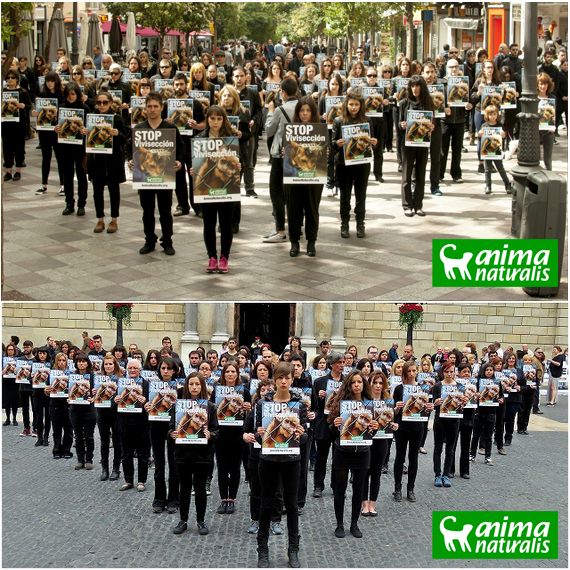 Madrid y Barcelona se manifestaron contra los experimentos en animales Madrid y Barcelona se manifestaron contra los experimentos en animales